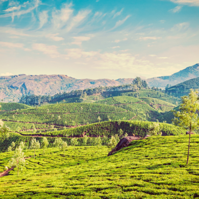 Which is the Best City to Buy Property in Kerala?