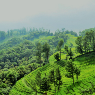 Why NRIs Prefer SOBHA for Real Estate Investment in Kerala