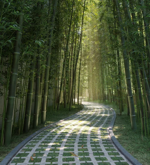 whispering hill bamboo walk